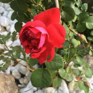 Meet your Posher, Mina